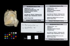 Foto (Objekt + Etikett) von Goniodromites sp.  (NHMW-GEO-1990-0041-2724a)